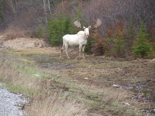 Albino bull Mosse_White Moose photo 2-white-moose4.jpg
