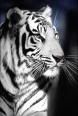 White Bengal Tiger - My Favorite Animal Pictures, Images and Photos