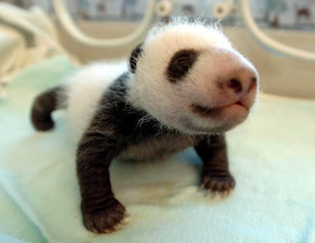 babypanda.jpg