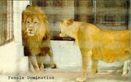 QUEEN CONTROL,funny picture, female domination