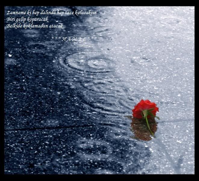 Dropped in the rain by humminggirl