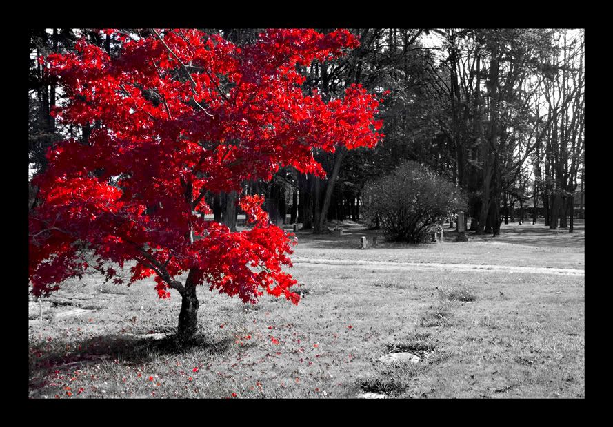 Red by JMarie Photography