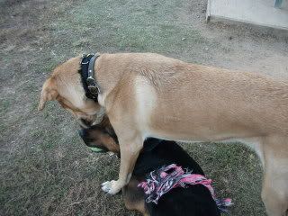 My dog trying to get the ball