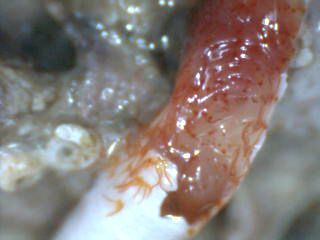 redbristleworm.jpg