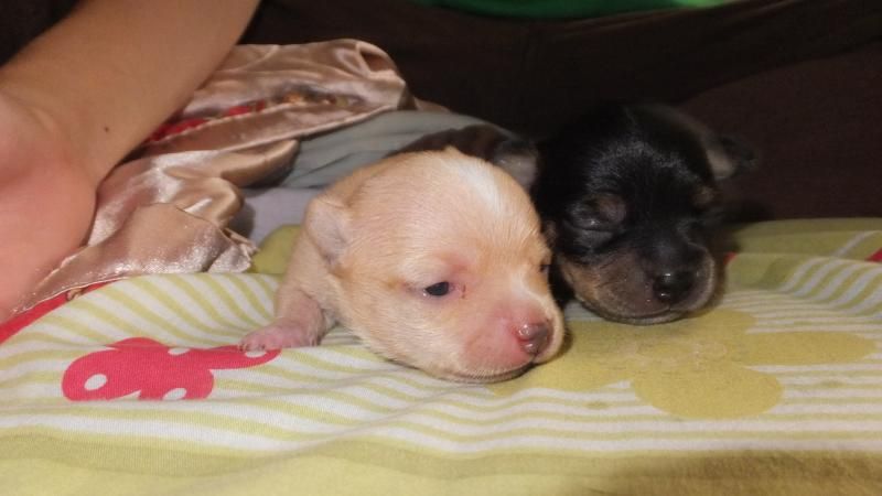 HCM-Bán chó chi hoa hoa ,cực dễ thương có hình