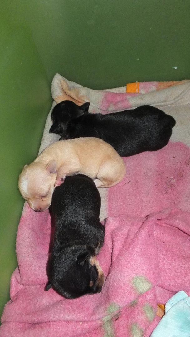 HCM-Bán chó chi hoa hoa ,cực dễ thương có hình - 1