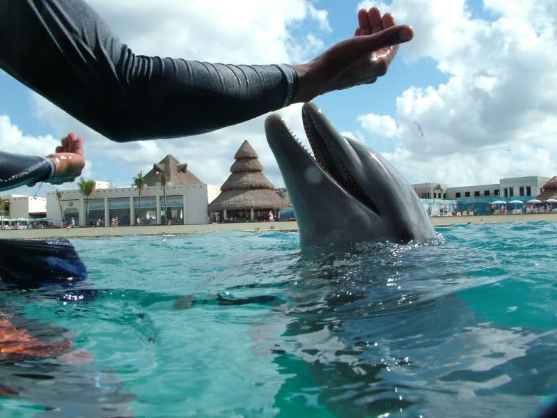 CozumelDolphinDiscovery019.jpg