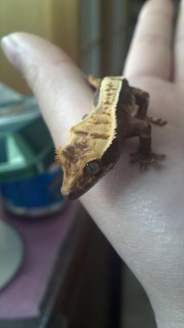 crocodile skink petco