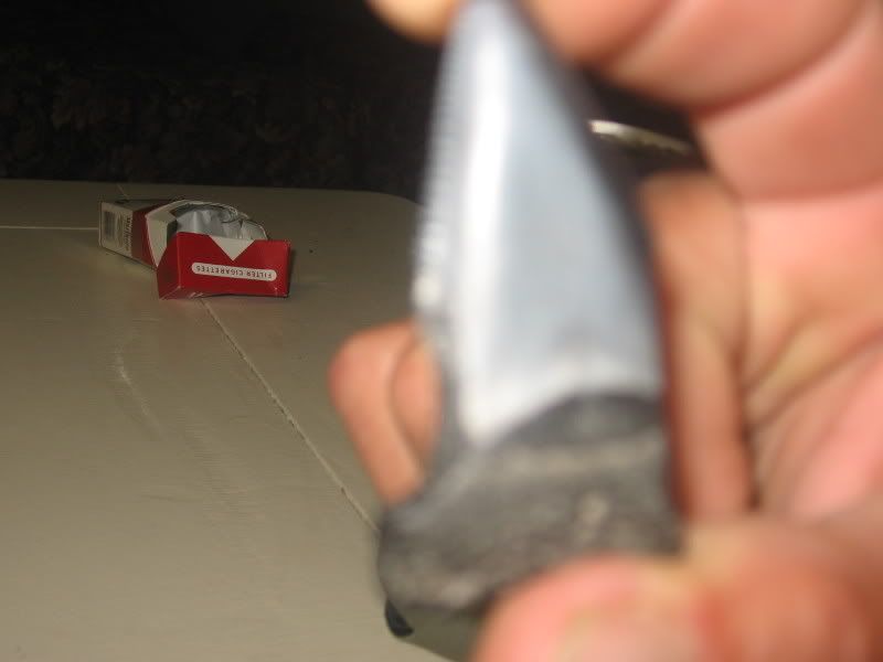 shark tooth-10/20/08