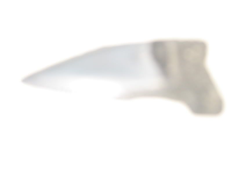 shark tooth