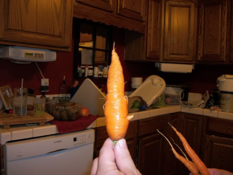 A garden carrot