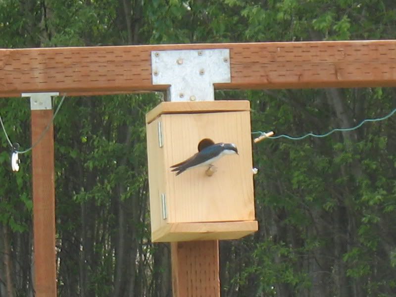 JUNE2009004.jpg tree swallow at our nesting box picture by kaysmarmey