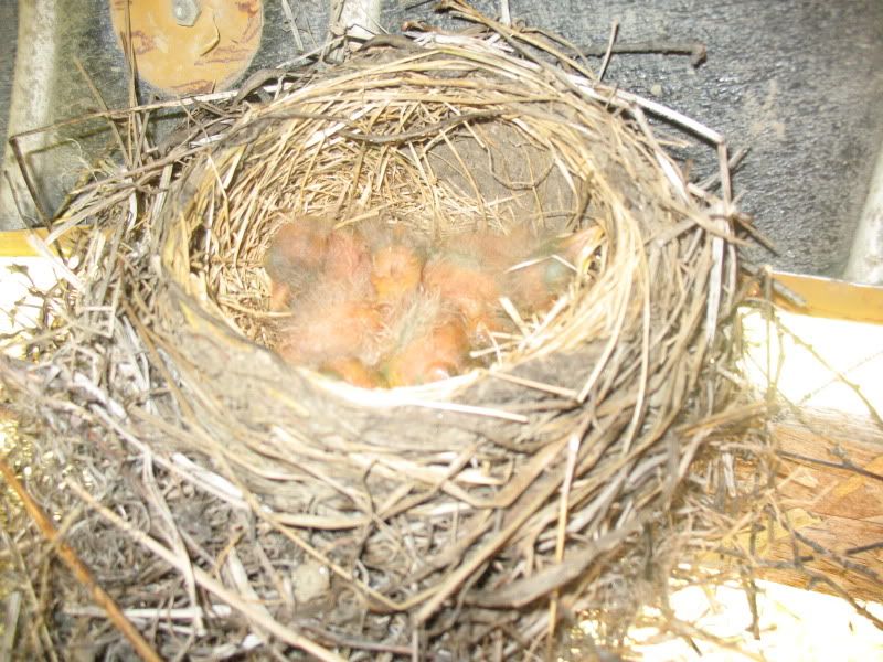 JUNE2009030.jpg baby robins picture by kaysmarmey