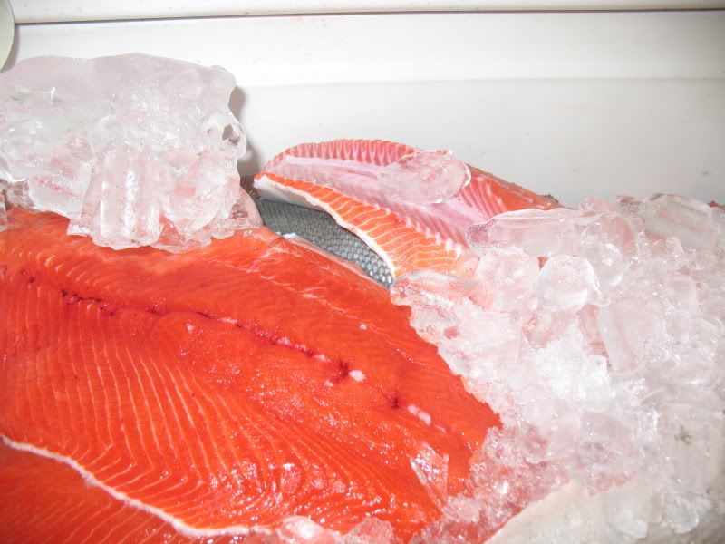 JUNE2009064.jpg wild Alaska salmon caught by Alaskan fishermen picture by kaysmarmey