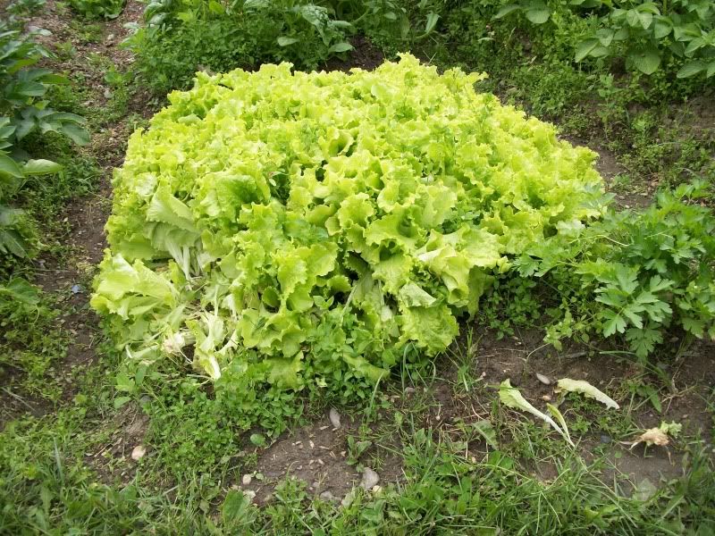 lettuce