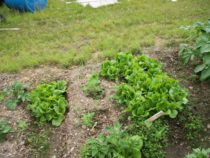 more lettuce
