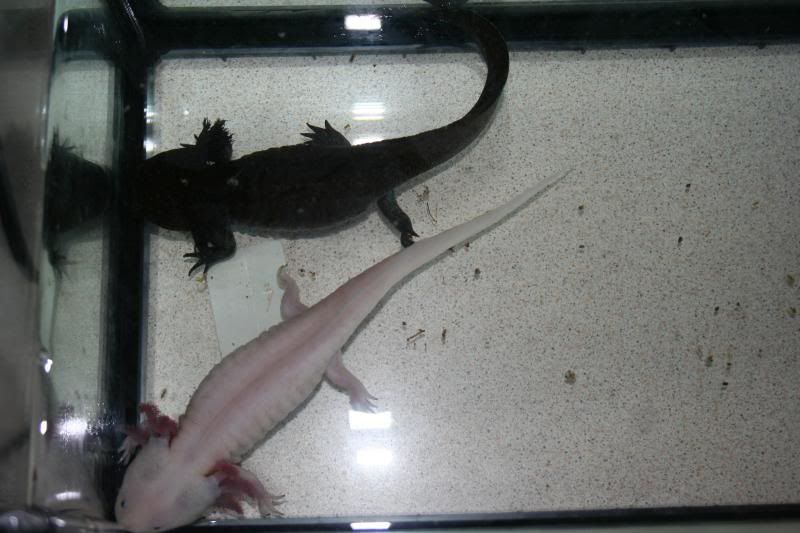 Wales Breeding Pair of Axolotls Reptile Forums