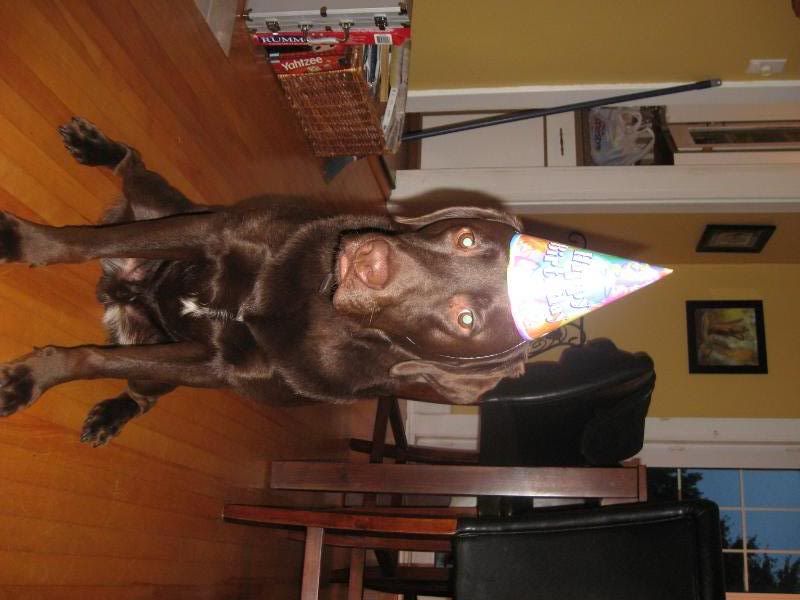 Chocolate Labs with white markings Just Labradors