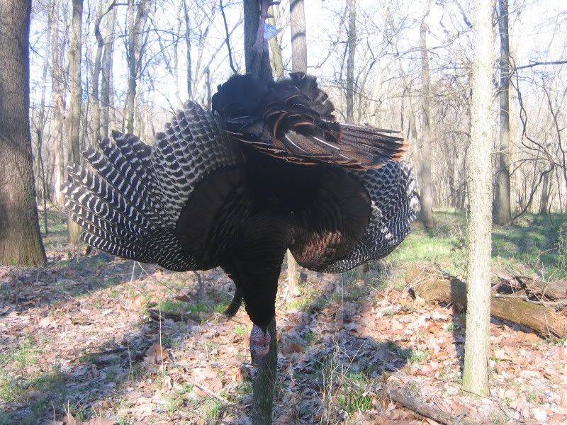 IMG_1721a.jpg?t=1208689535