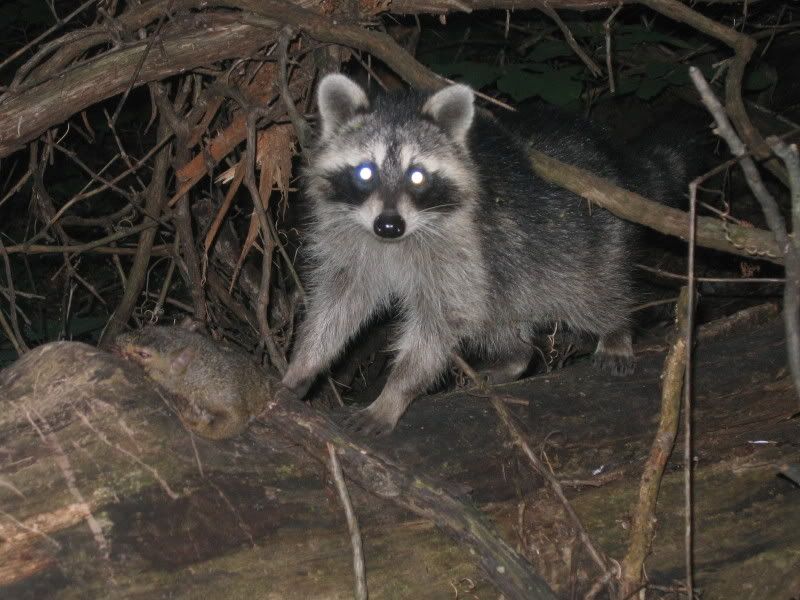 IMG_1756.jpg?t=1220867543