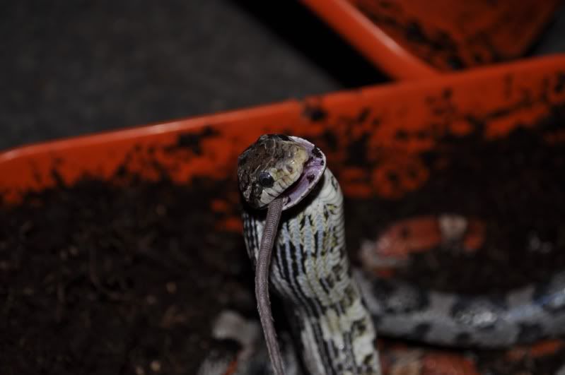 DSC_0223.jpg
