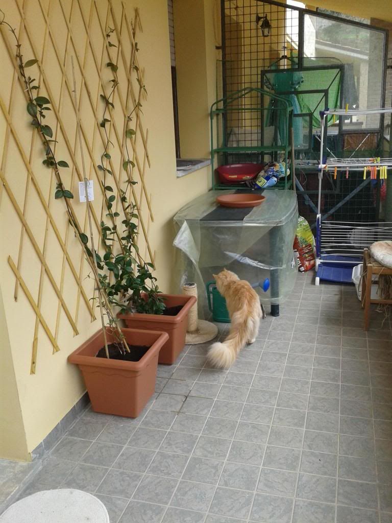 Mi presento e richiesta di aiuto : )