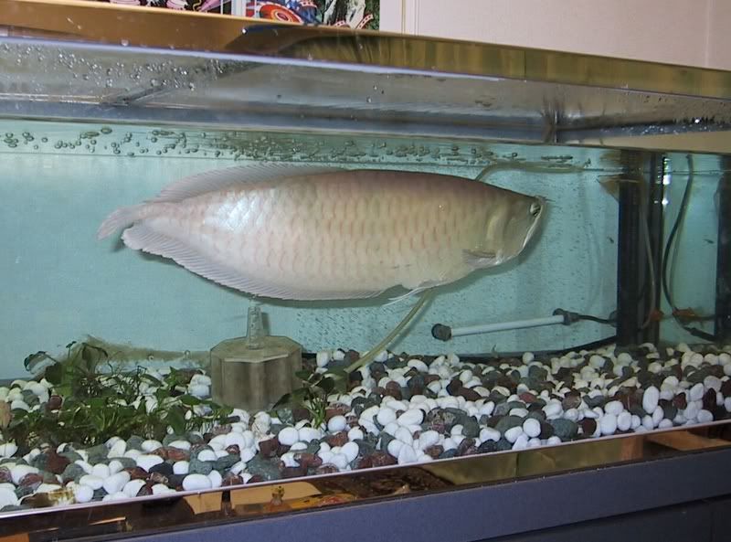 World+record+mekong+giant+catfish