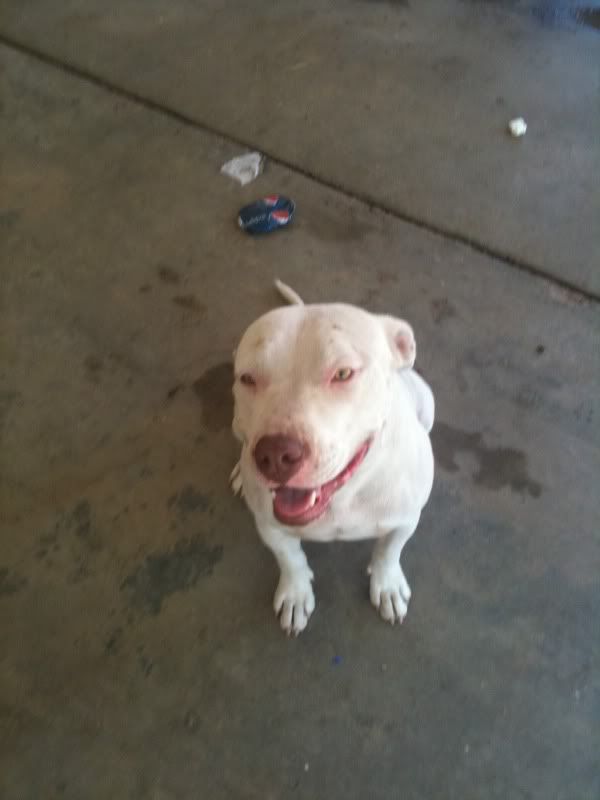 razors edge purple ribbon dad red nose american pitbul mom razors edge purple ribbon dad red nose american pitbul mom