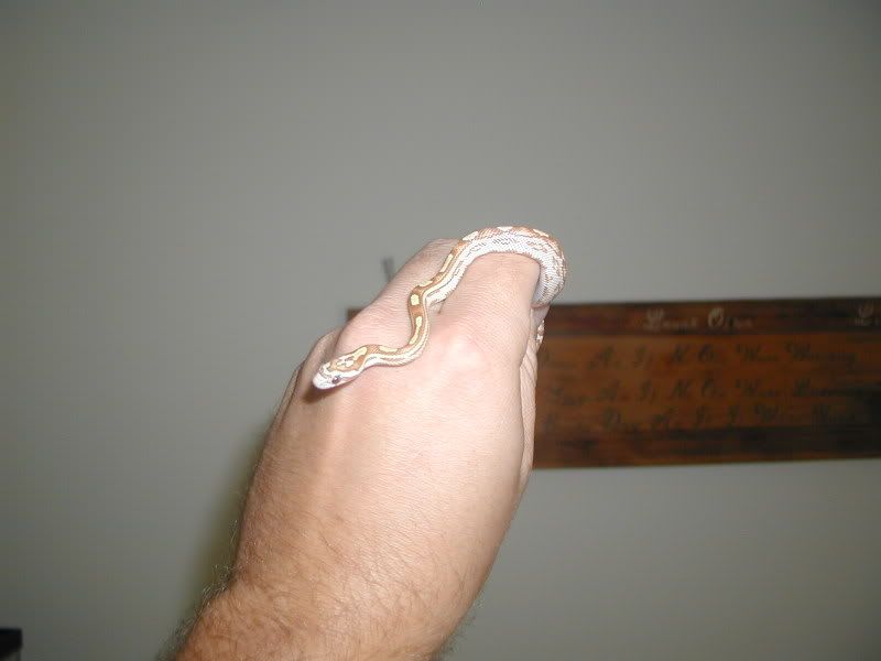 Snake039.jpg