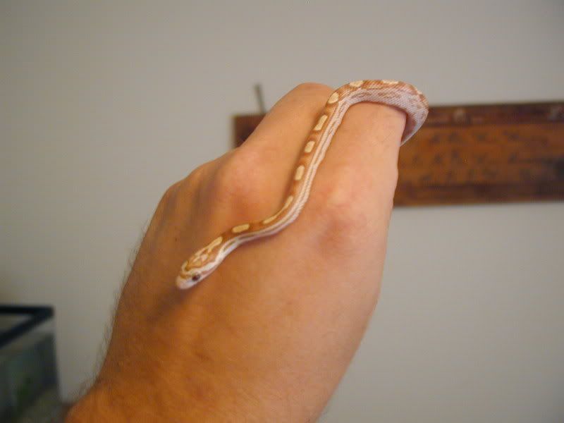 Snake040.jpg