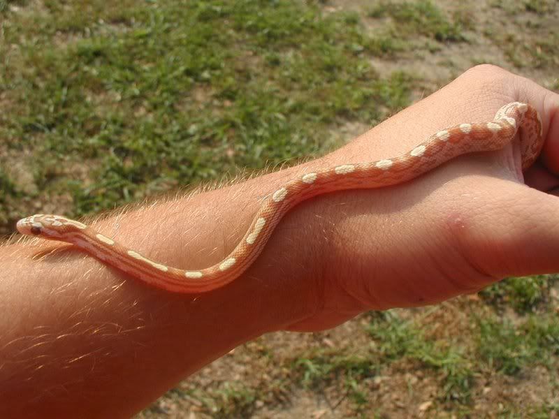 Snake081.jpg