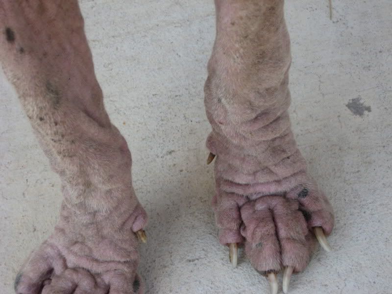 What is Demodectic Mange