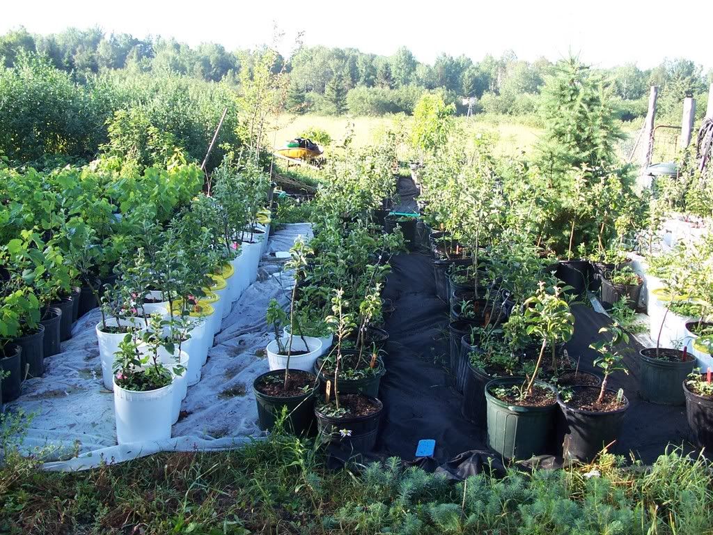 Root stock help needed - Homesteading Questions