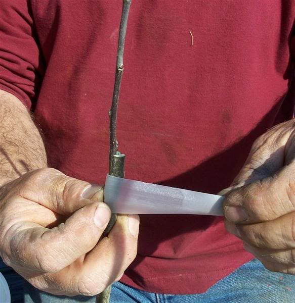 Root stock help needed - Homesteading Questions