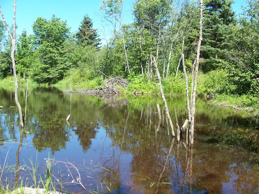 Please, someone send an new pic of the day thread! - Homesteading Questions