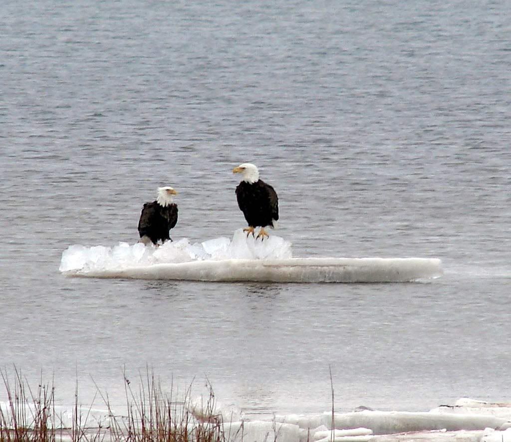 Please, someone send an new pic of the day thread! - Homesteading Questions