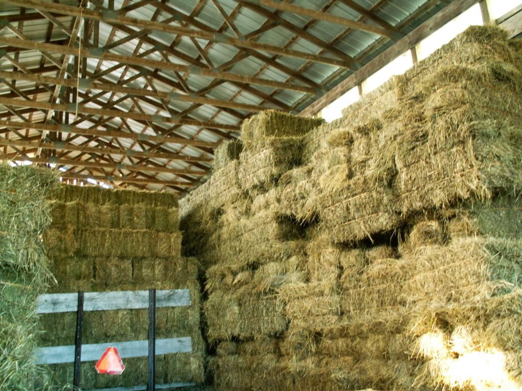 Bale Doesn't Mean Anything - Cattle