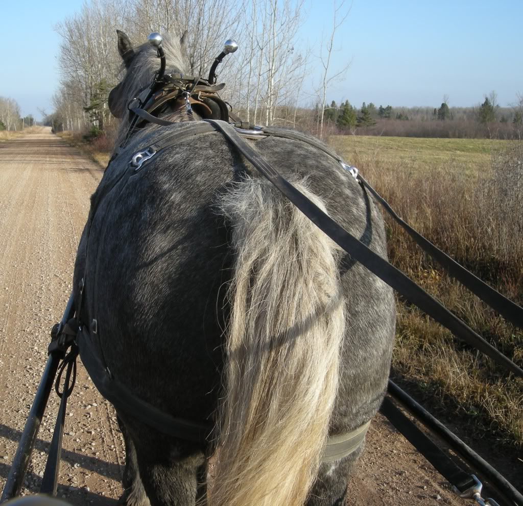 Please, someone send an new pic of the day thread! - Homesteading Questions