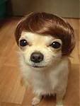 pupwithwig.jpg