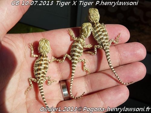 cb2013 tiger x tiger henrylawsoni photo