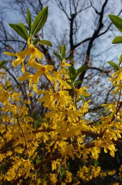 Forsythia Bush Pictures, Images and Photos