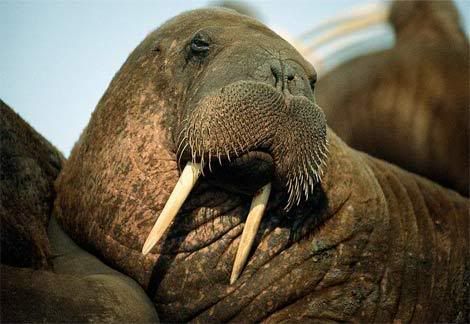 Walrus