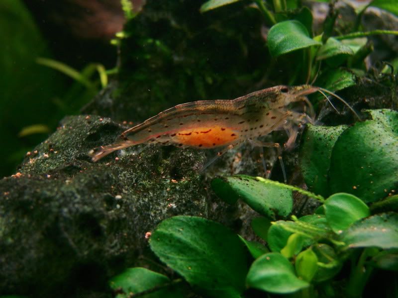 Amano shrimp eggs Shrimp & other Invertebrates Aquatic Plant Central