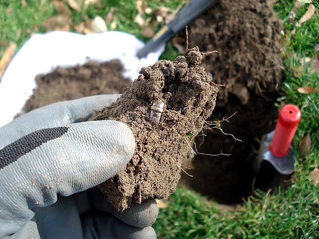 RingCloseUpDig.jpg