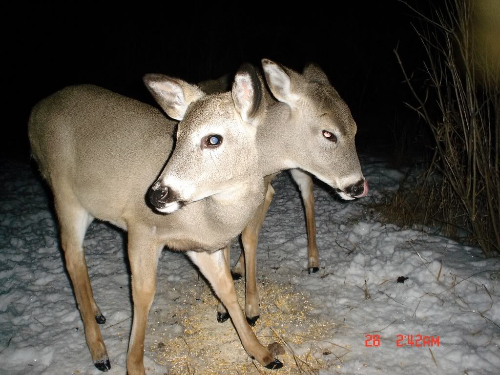 Calico Deer