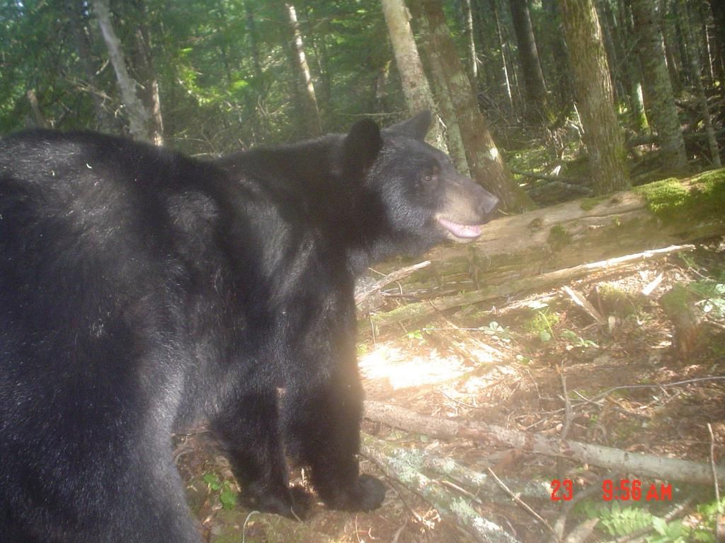4pines08-29-2010271.jpg