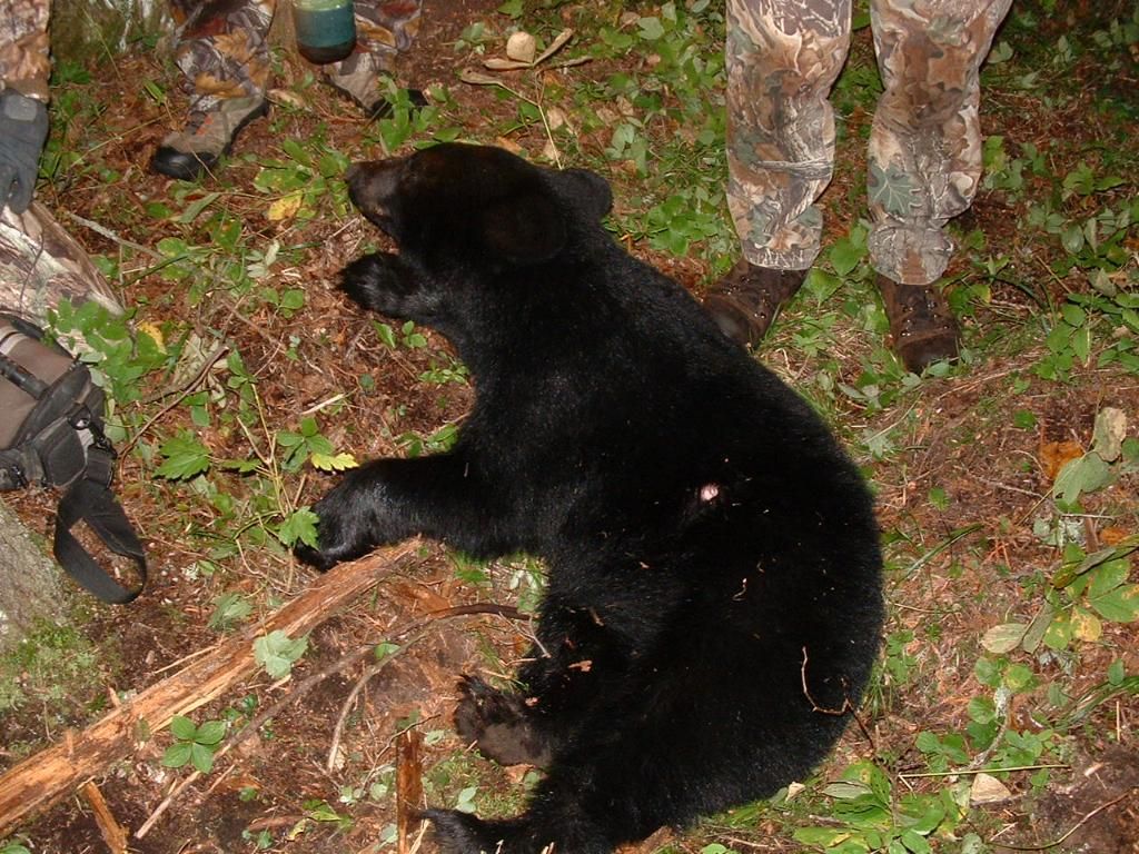 Bearhunt201009-0642.jpg
