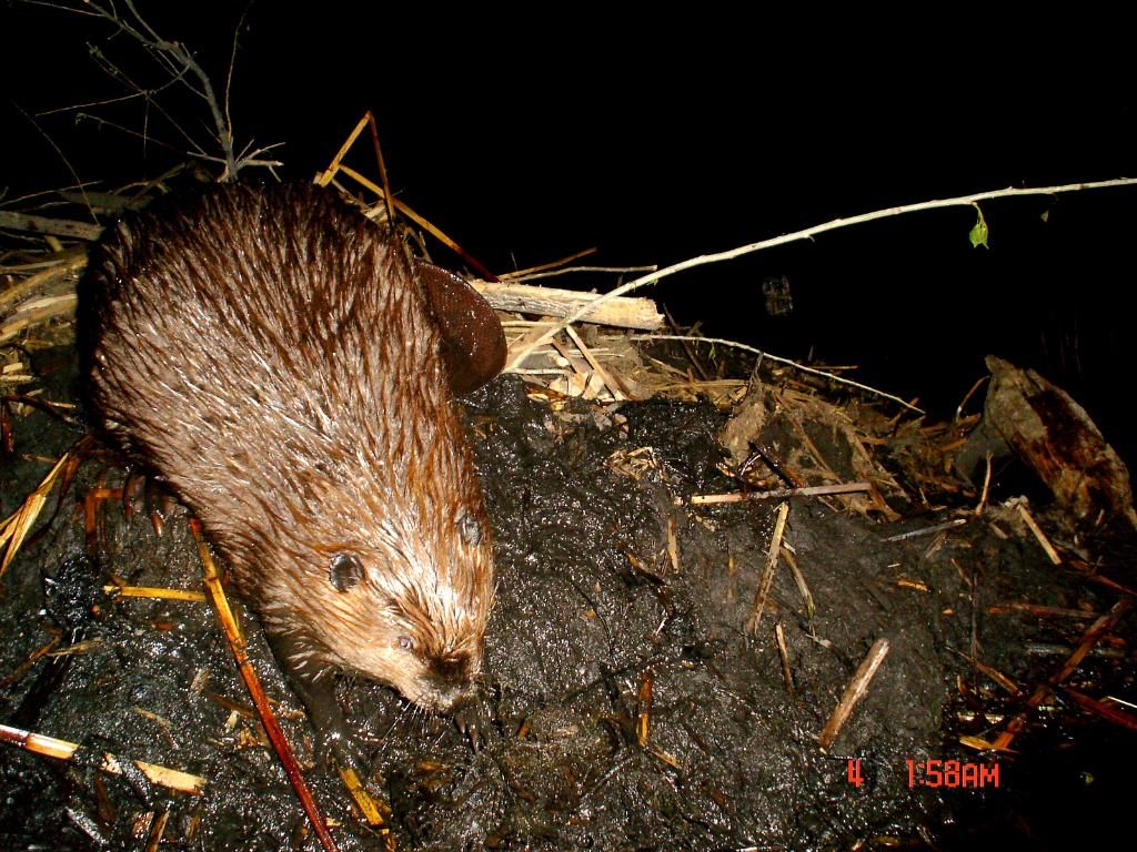 Beaver05-09-1032.jpg