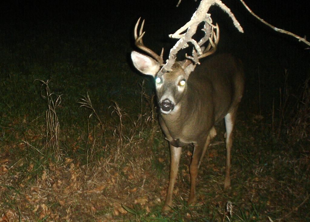 Bigbuck10-23-1010.jpg