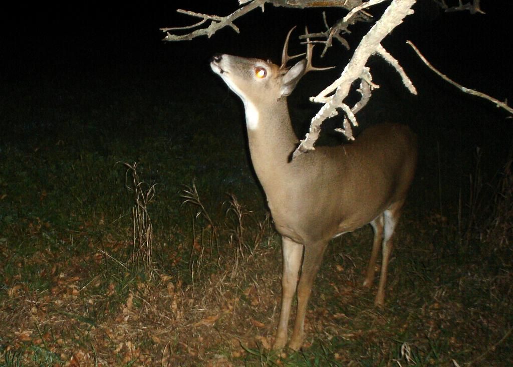Bigbuck10-23-1019.jpg